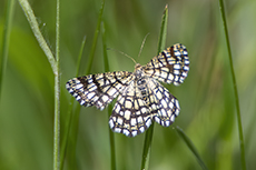 Gitterspanner [Chiasmia clathrata]