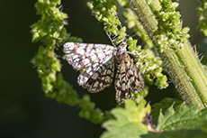 Gitterspanner [Chiasmia clathrata]