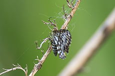 Gitterspanner [Chiasmia clathrata]