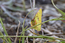 Goldene Acht[Colias hyale]