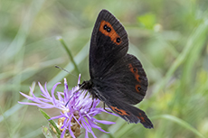 Graubindiger Mohrenfalter [Erebia aethiops]