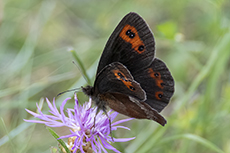 Graubindiger Mohrenfalter [Erebia aethiops]