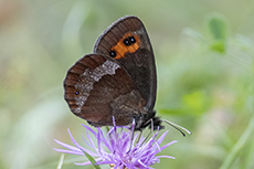 Graubindiger Mohrenfalter [Erebia aethiops]