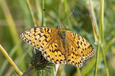 Gro�er Perlmuttfalter weibchen [Speyeria aglaja]