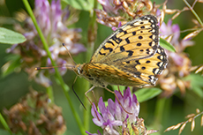 Gro�er Perlmuttfalter weibchen [Speyeria aglaja]