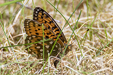 Gro�er Perlmuttfalter weibchen bei der Eiablage [Speyeria aglaja]