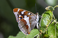 Gro�er Schillerfalter weibchen [Apatura iris]