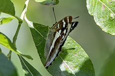 Gro�er Schillerfalter weibchen [Apatura iris]