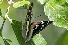 Gro�er Schillerfalter weibchen [Apatura iris]