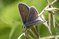 Gro�er Sonnenr�schen-Bl�uling [Aricia artaxerxes]