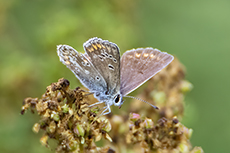 Gro�er Sonnenr�schen-Bl�uling [Aricia artaxerxes]