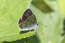 Gro�er Sonnenr�schen-Bl�uling [Aricia artaxerxes]