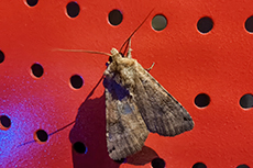 Hausmutter [Noctua pronuba]