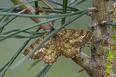 Heidespanner [Ematurga atomaria]