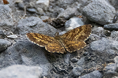 Heidespanner [Ematurga atomaria]