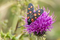 Thymian-Widderchen [Zygaena purpuralis]