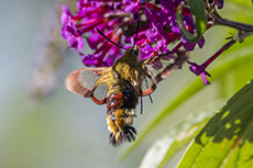 Hummelschw�rmer [Hemaris fuciformis]