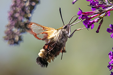 Hummelschw�rmer [Hemaris fuciformis]