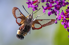 Hummelschw�rmer [Hemaris fuciformis]