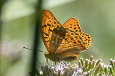 Kaisermantel [Argynnis paphia]
