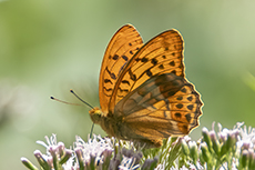 Kaisermantel [Argynnis paphia]