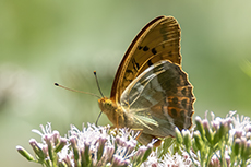 Kaisermantel [Argynnis paphia]