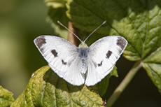 Karstwei�ling [Pieris mannii]