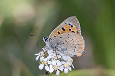 Kleiner Feuerfalter [Lycaena phlaeas]