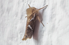 Kleiner Hopfen-Wurzelbohrer [Korscheltellus lupulina]
