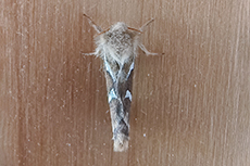 Kleiner Hopfen-Wurzelbohrer [Korscheltellus lupulina]
