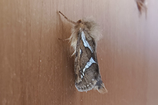 Kleiner Hopfen-Wurzelbohrer [Korscheltellus lupulina]