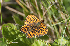 Magerrasen-Perlmuttfalter [Boloria dia]