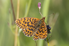 Magerrasen-Perlmuttfalter [Boloria dia]