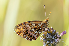 Magerrasen-Perlmuttfalter [Boloria dia]