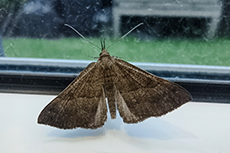 Nessel-Schnabeleule [Hypena proboscidalis]