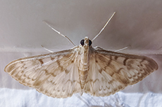 Nesselz�nsler [Patania ruralis]