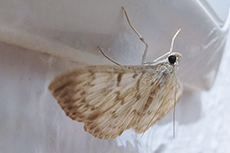 Nesselz�nsler [Patania ruralis]