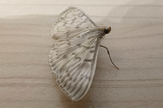 Nesselz�nsler [Patania ruralis]