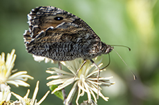 Ockerbindiger Samtfalter [Hipparchia semele]