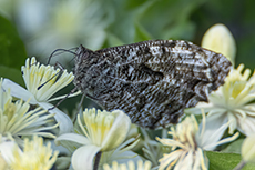 Ockerbindiger Samtfalter [Hipparchia semele]