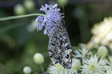 Ockerbindiger Samtfalter [Hipparchia semele]