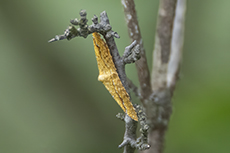 Ockergelber Blattspanner [Camptogramma bilineata]