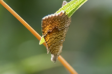 Ockergelber Blattspanner [Camptogramma bilineata]