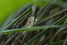 Ockergelber Blattspanner [Camptogramma bilineata]