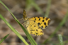 Pantherspanner [Pseudopanthera macularia]
