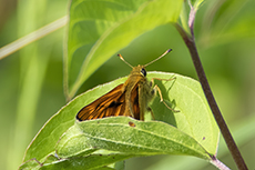 Rostfarbiger Dickkopffalter [Ochlodes sylvanus]