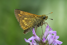Rostfarbiger Dickkopffalter [Ochlodes sylvanus]