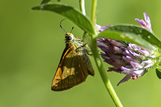 Rostfarbiger Dickkopffalter [Ochlodes sylvanus]