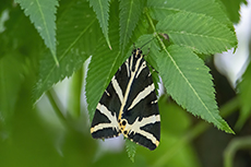 Russischer B�r [Euplagia quadripunctaria]
