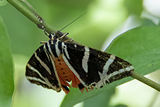 Russischer B�r [Euplagia quadripunctaria]